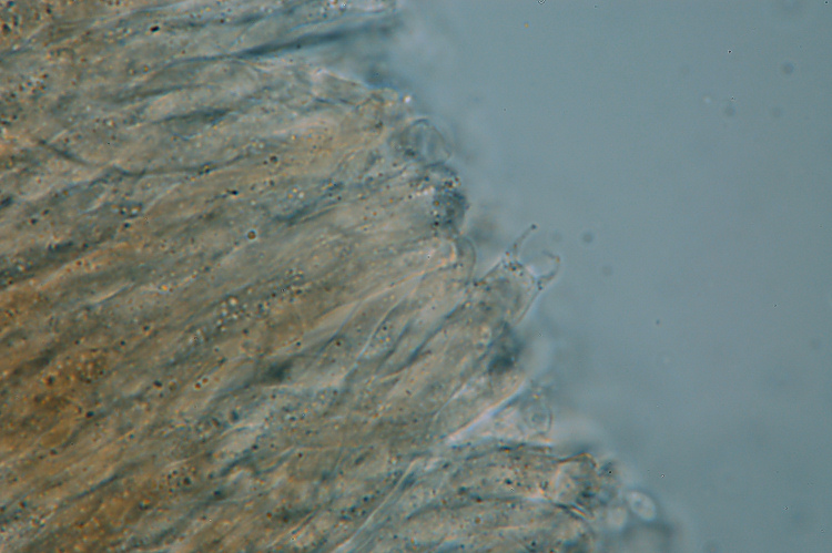 Probabile Stereum rugosum - foto 6656 (Stereum gausapatum)